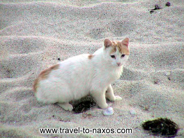 KASTRAKI BEACH - A cat playing on the beach.