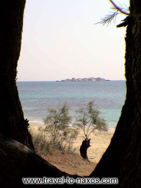 TREES - Trees on the beach of Plaka in Naxos