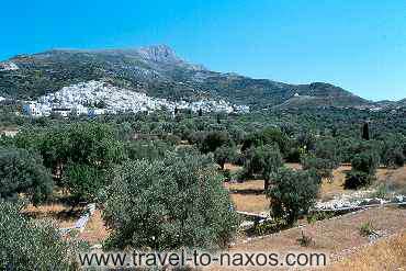 FILOTI - Filoti village is found to a region with olive groves.