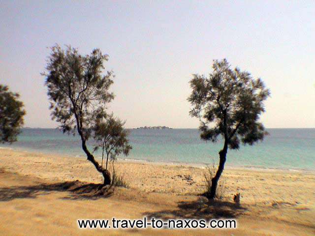 TREES ON THE BEACH - Trees on the beach of Plaka in Naxos